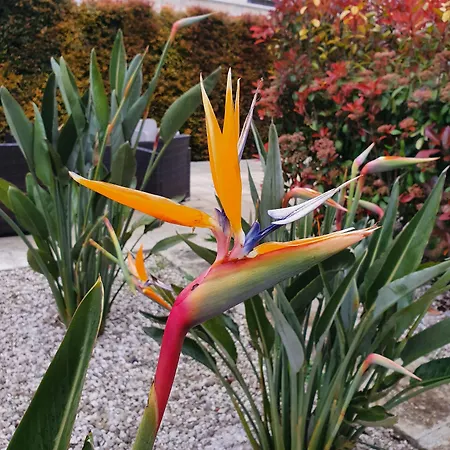 Il Giardino Di Flora Con Piscina & Jacuzzi Penzion